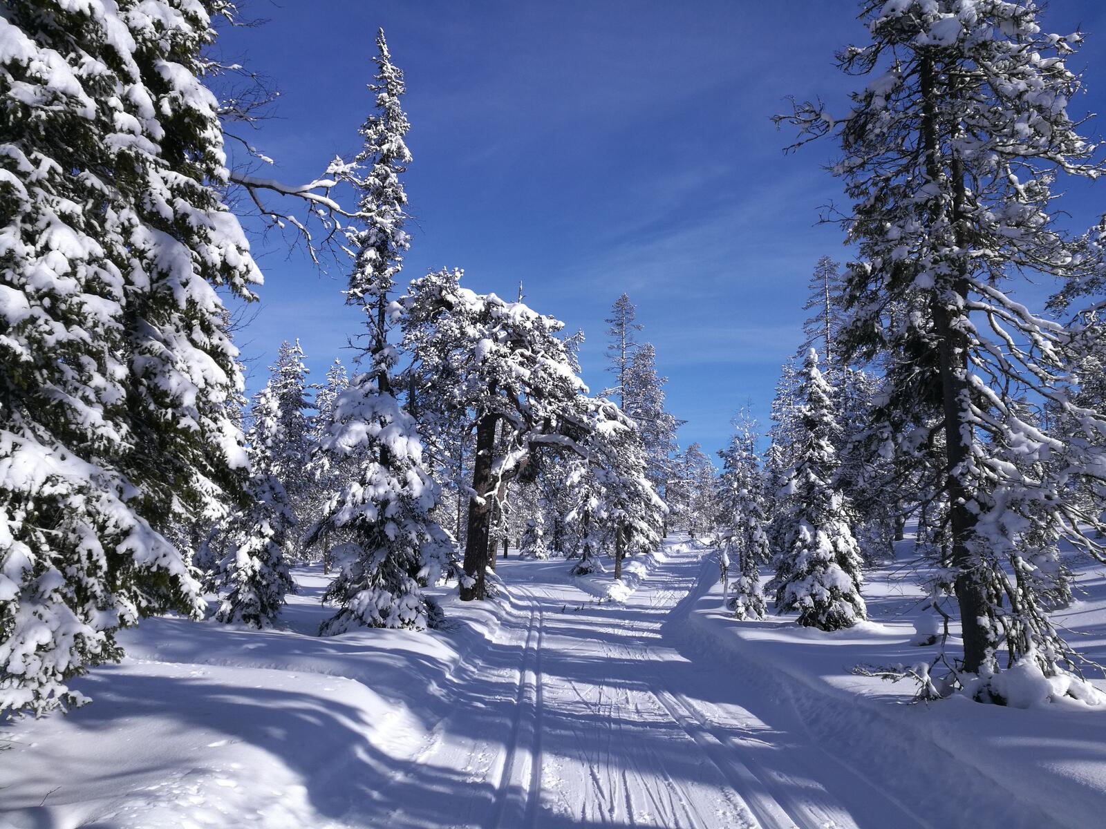 Обои зимняя дорога зима лес на рабочий стол