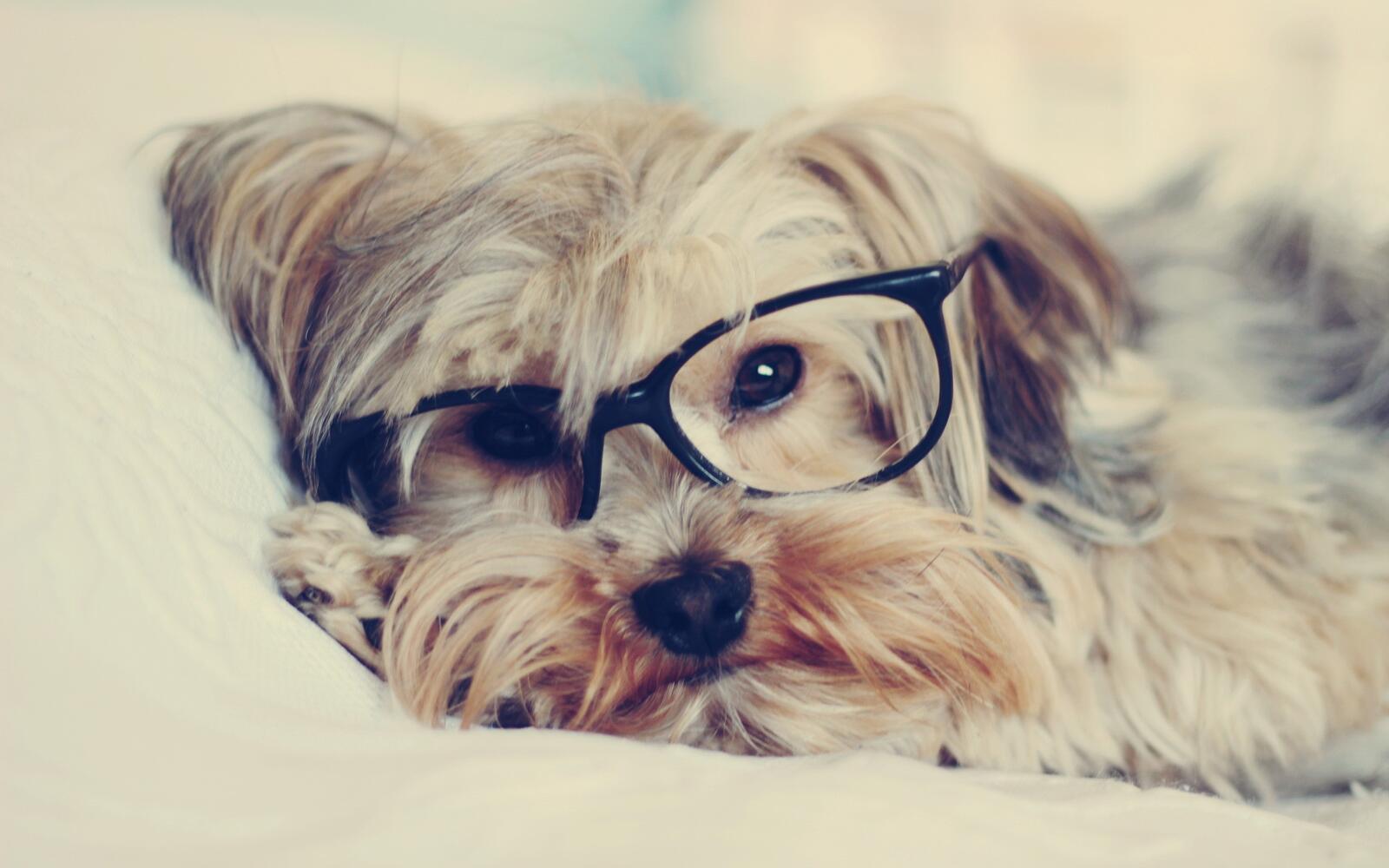 Wallpapers animals dogs dog with glasses on the desktop