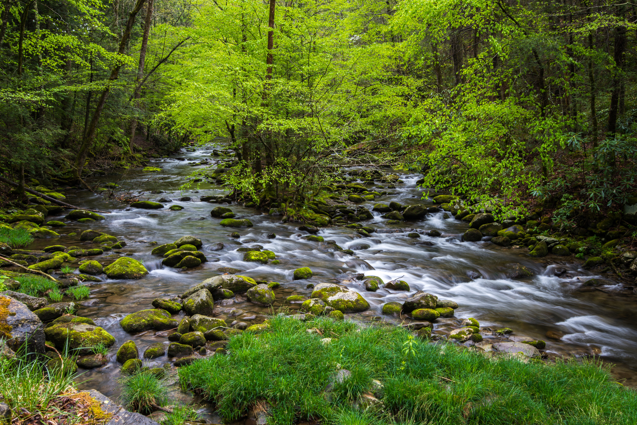 Wallpapers Smokey Mountain National Park forest river on the desktop
