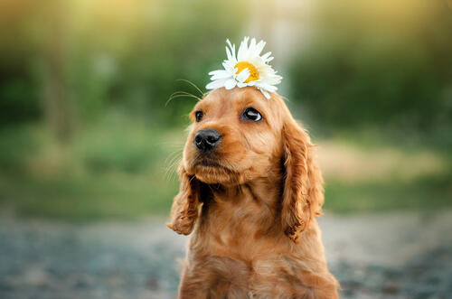 Puppy with daisies on her head