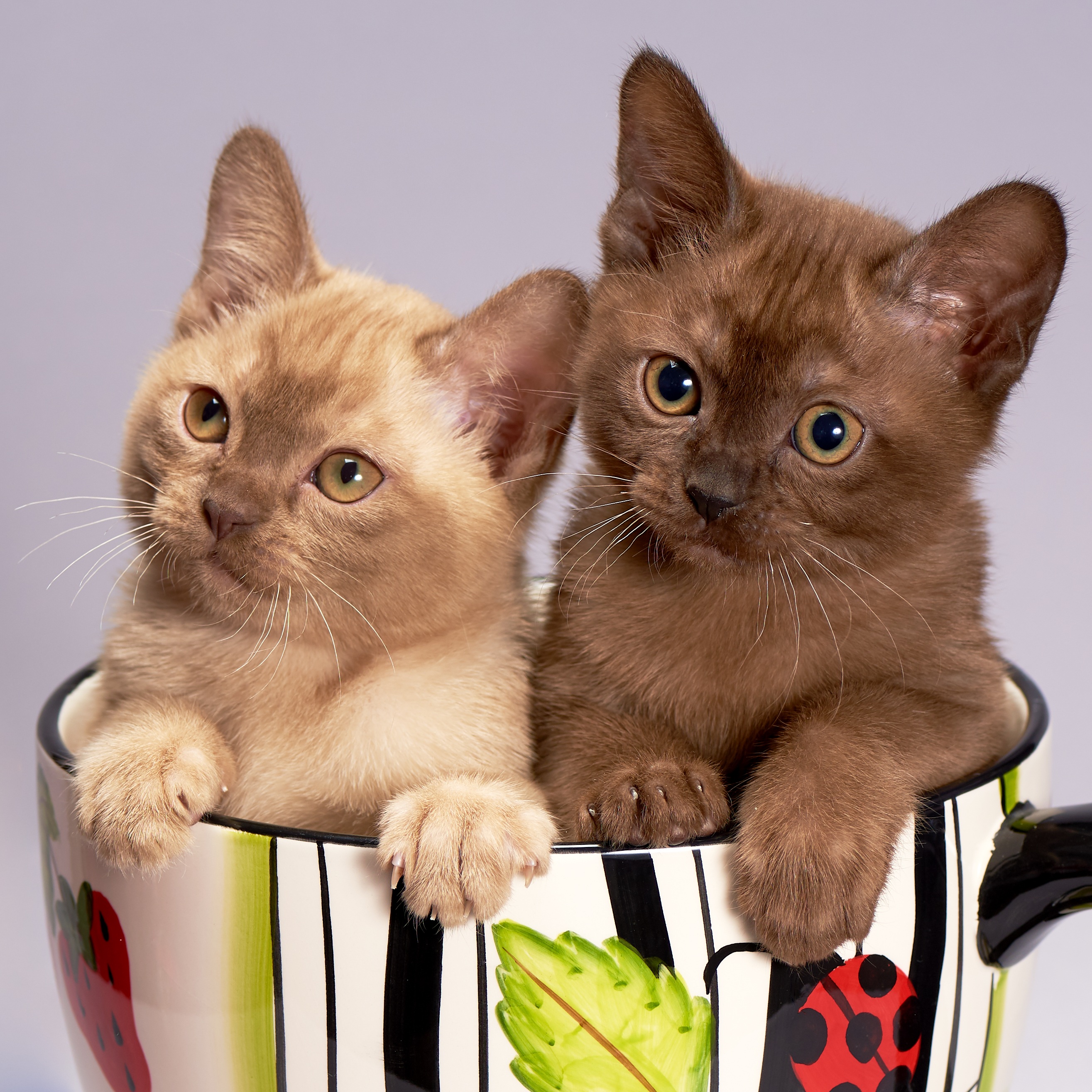 Фото бесплатно Бурманская кошка, кошка, котенок