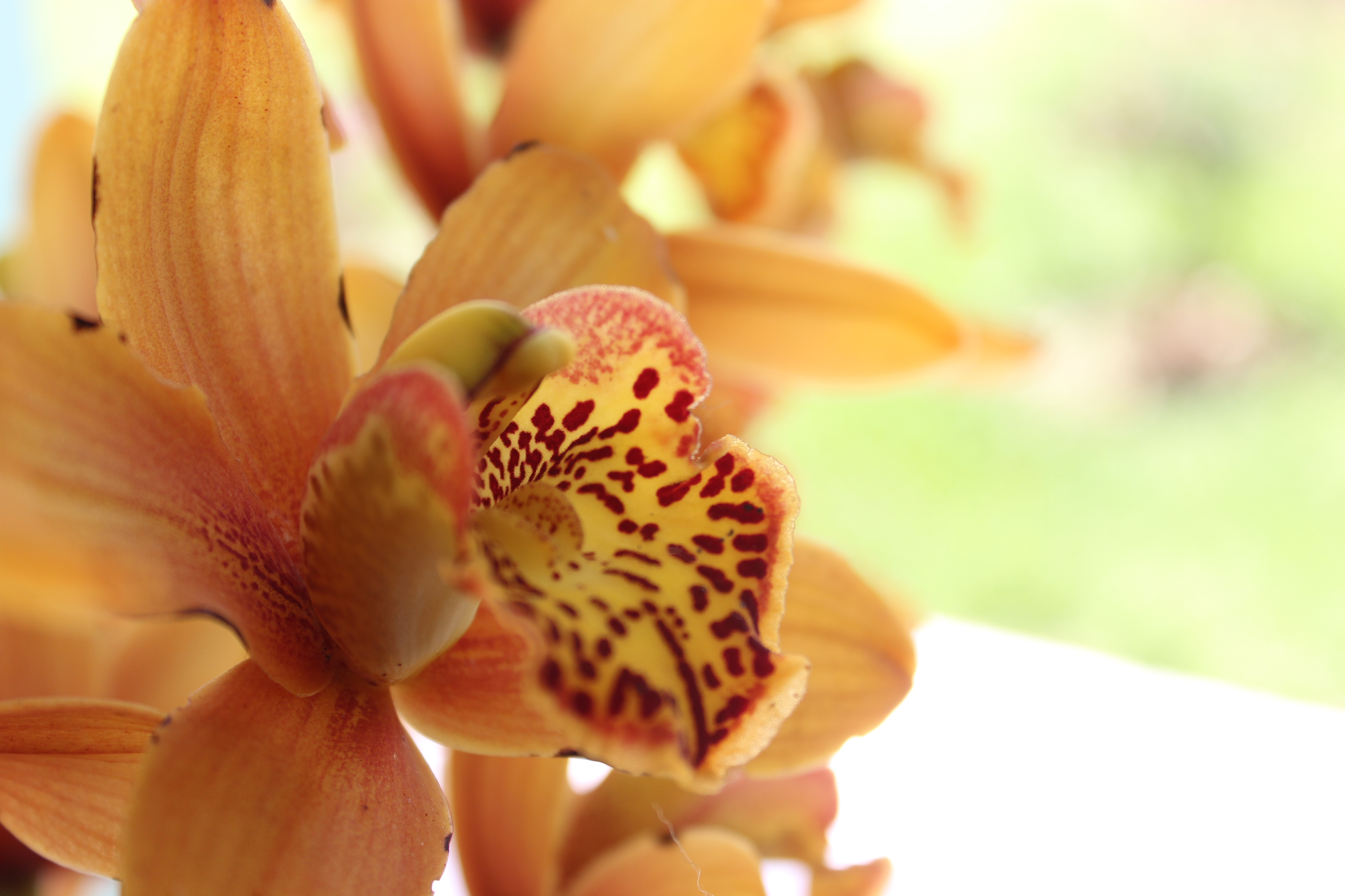 Photo free flora, close-up, flowering plant