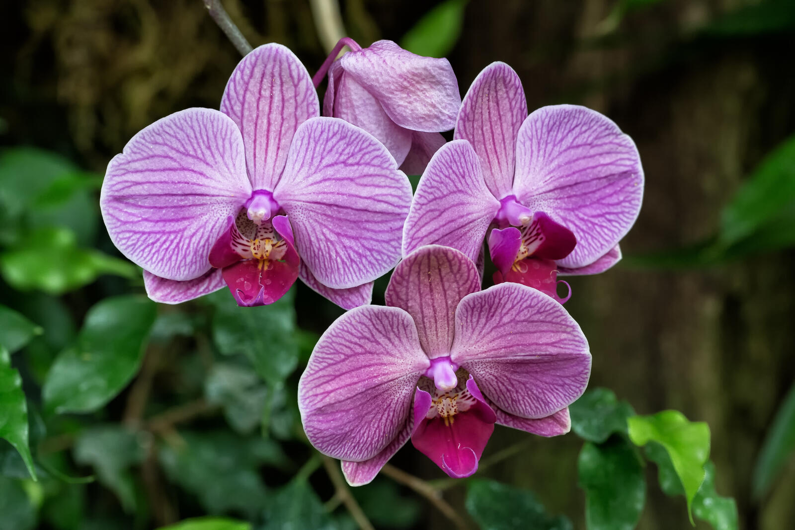 Бесплатное фото Orchid