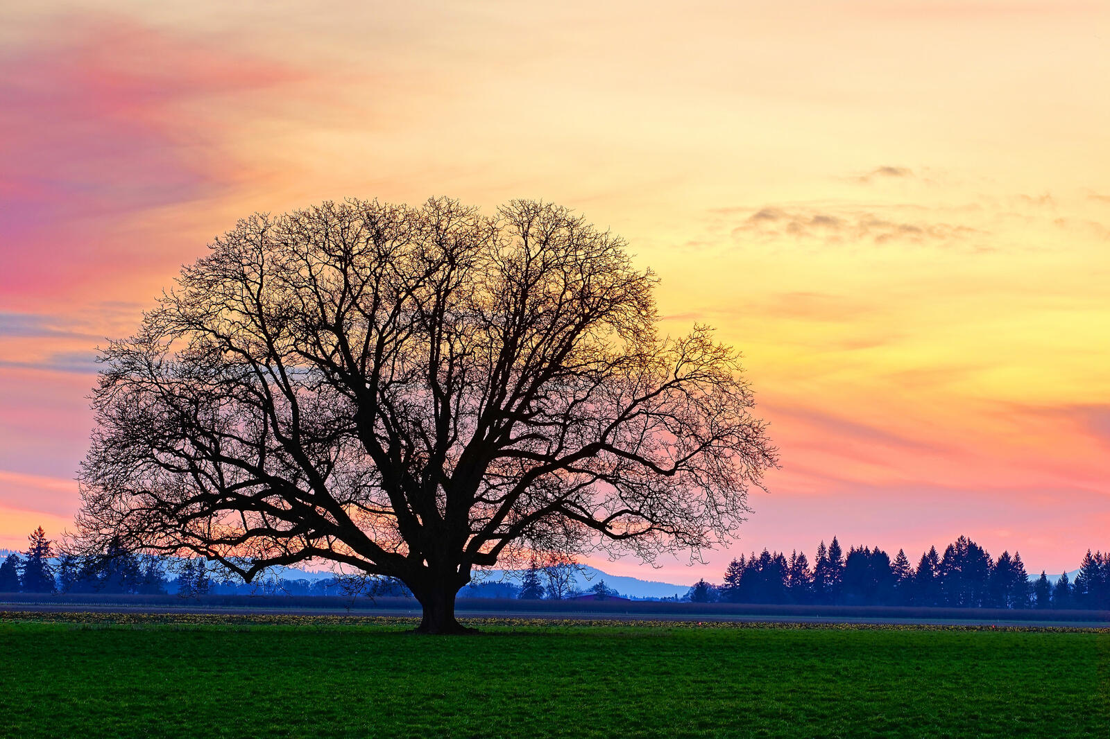Wallpapers trees without leaves evening landscapes on the desktop