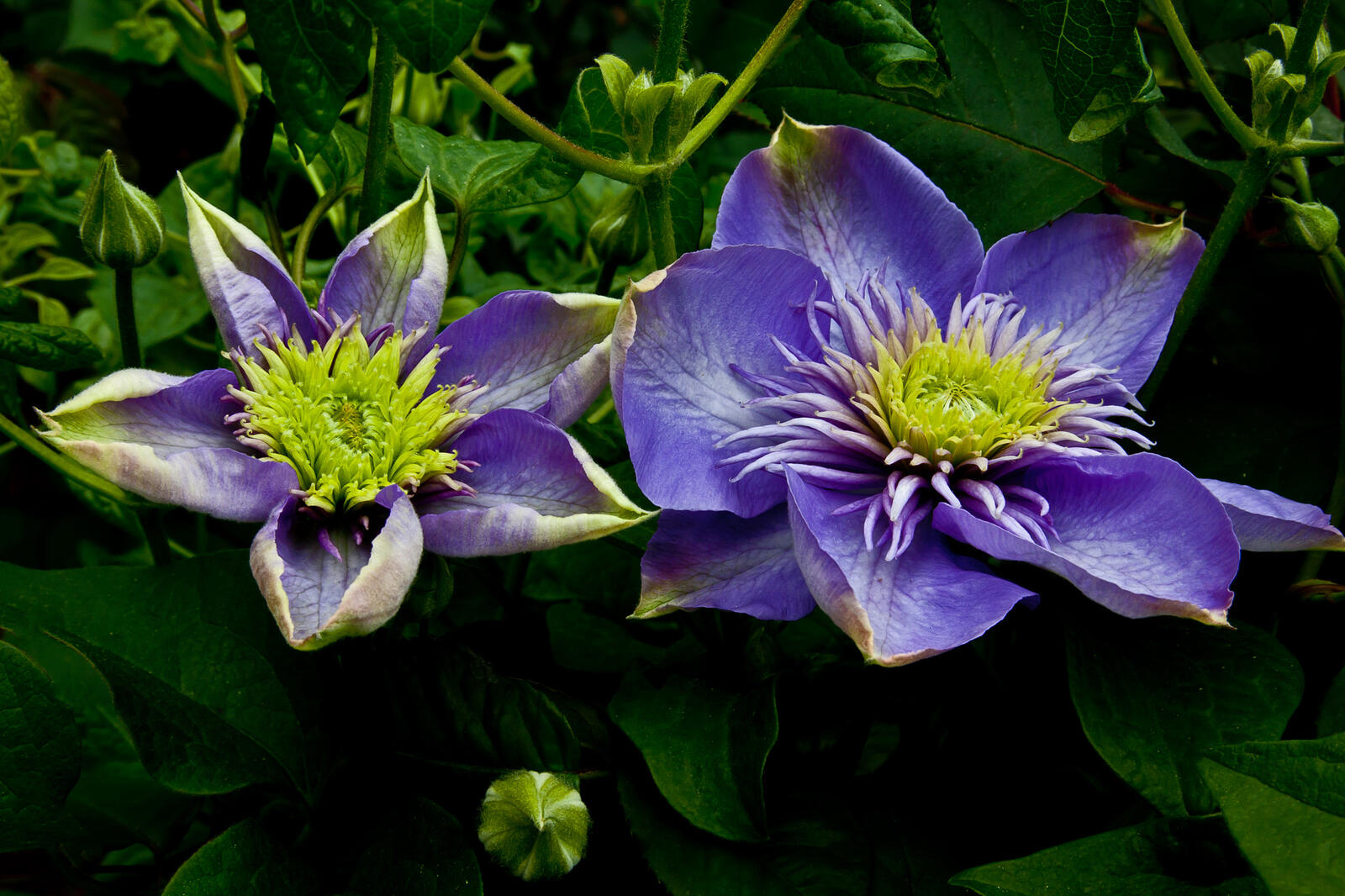 Wallpapers Clematis large-flowered after the winter on the desktop
