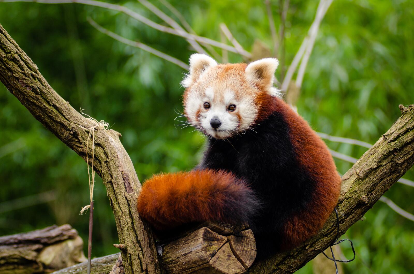 Обои красная панда Red Panda Zoo на рабочий стол