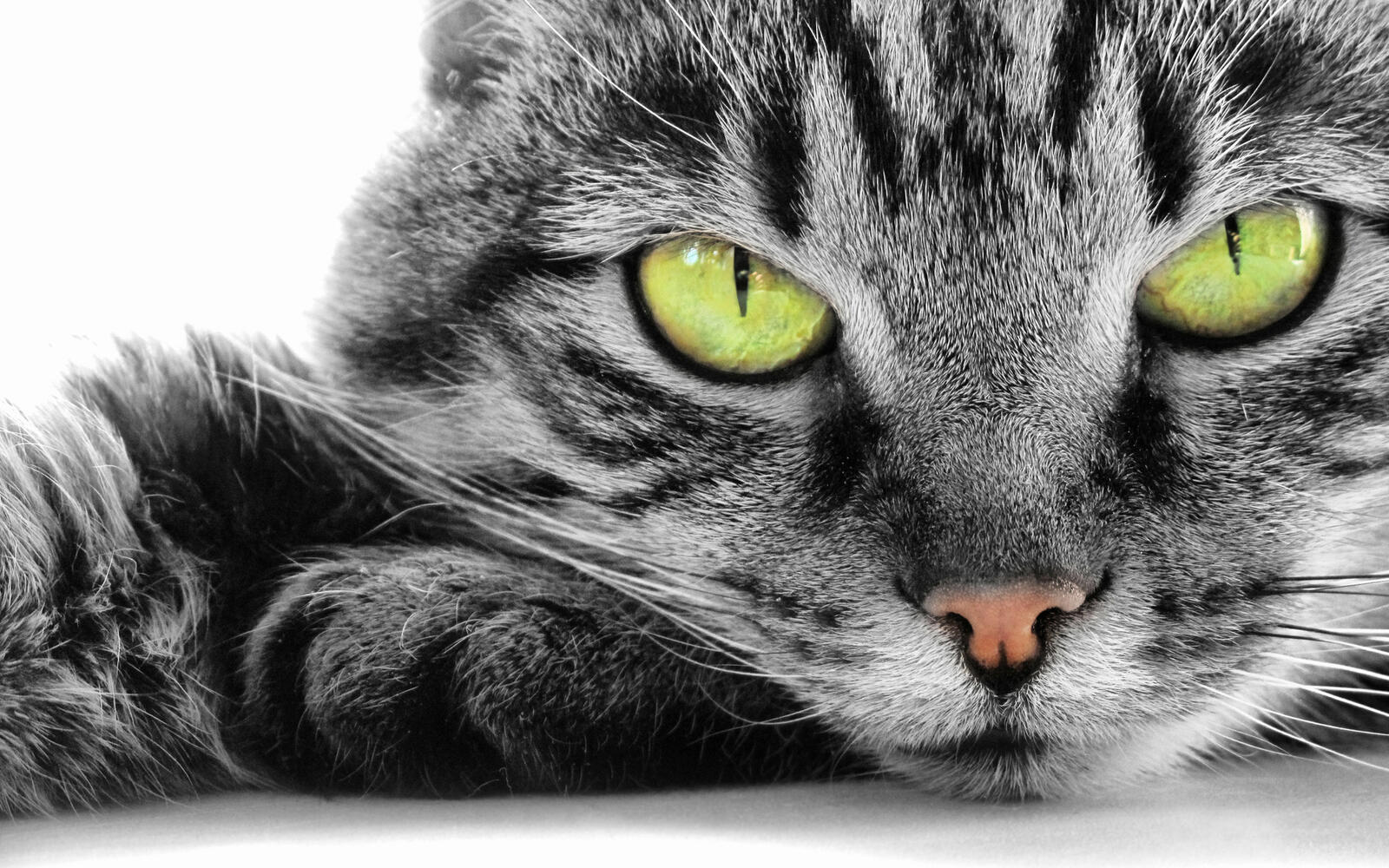 Wallpapers animals cats contrast on the desktop