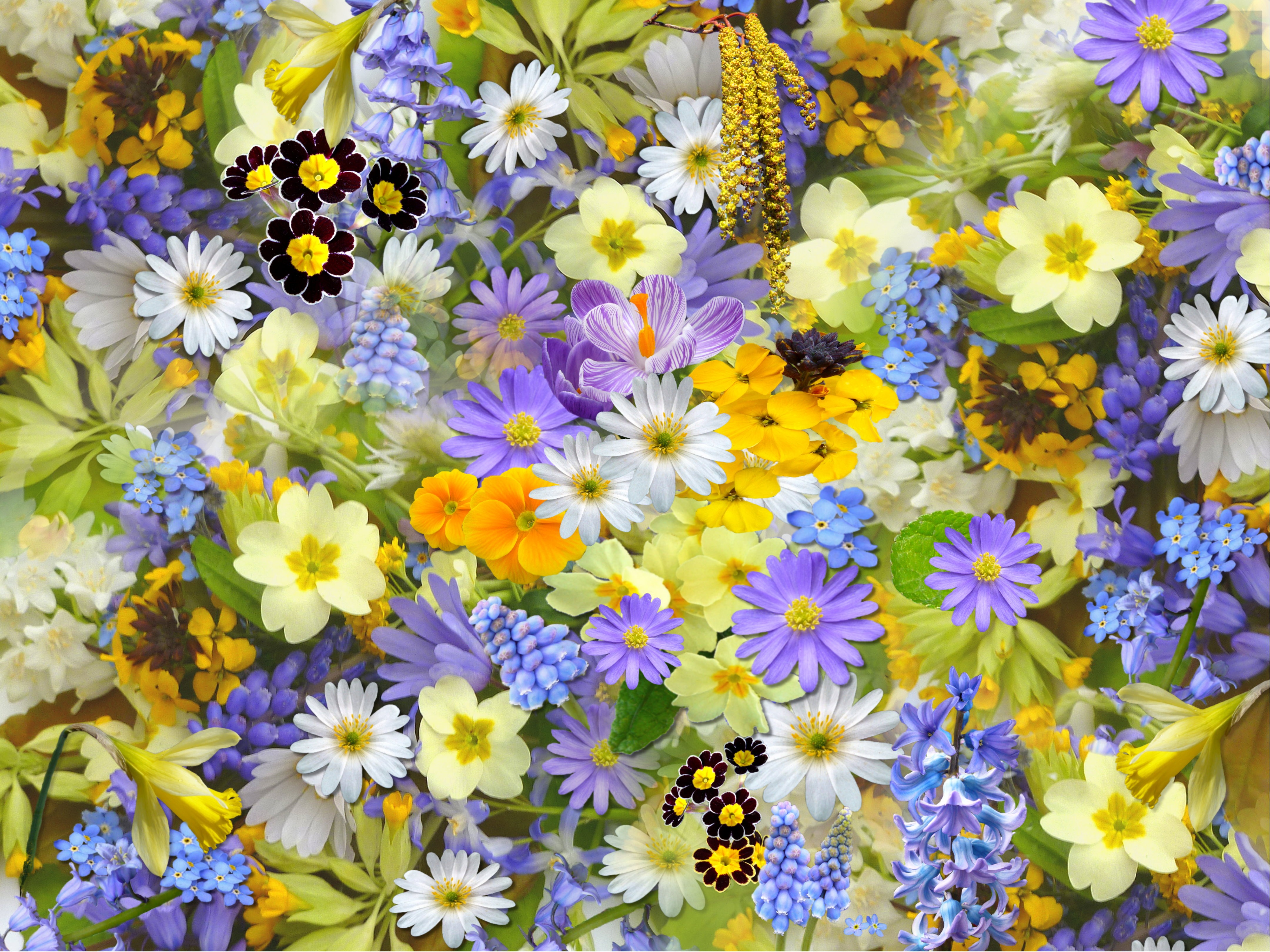 Wallpapers floral background spring flowers flowers on the desktop