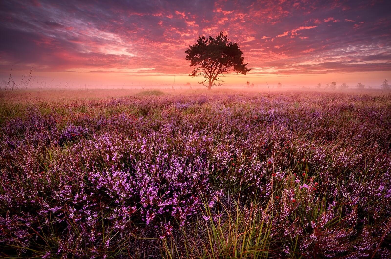 Wallpapers lavender field sunset field on the desktop