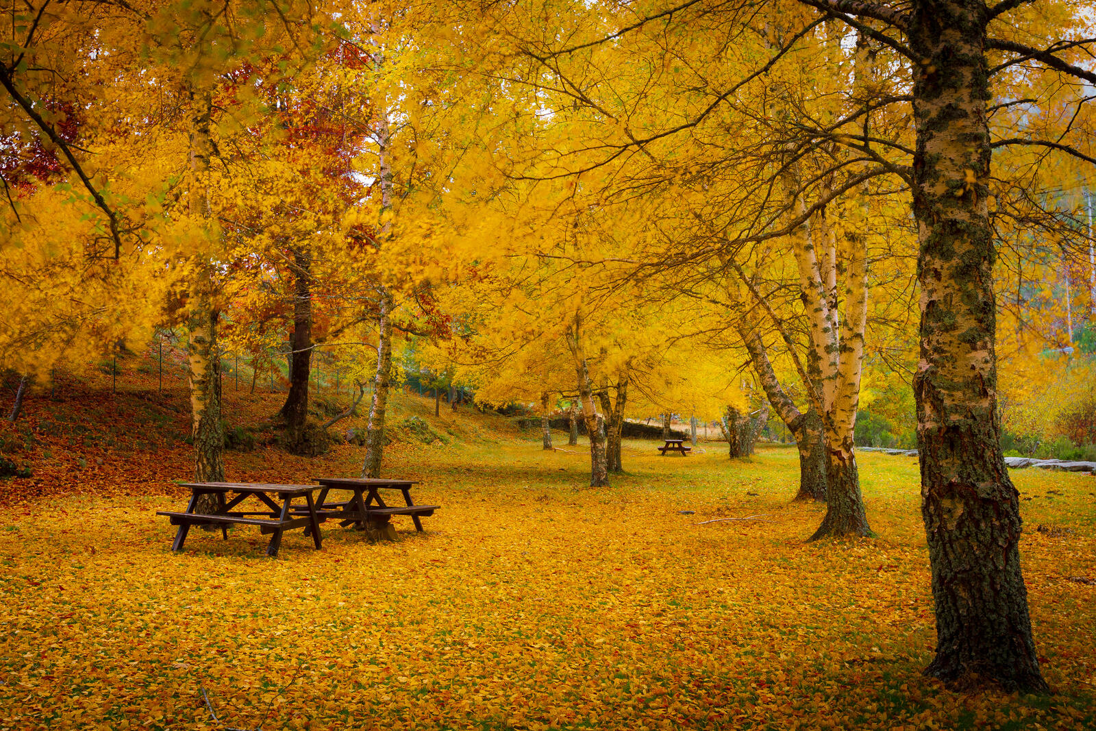 Wallpapers fall leaves bench table on the desktop