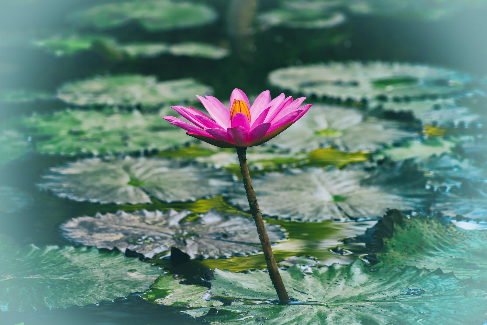 Wallpapers water flower water Lily on the desktop