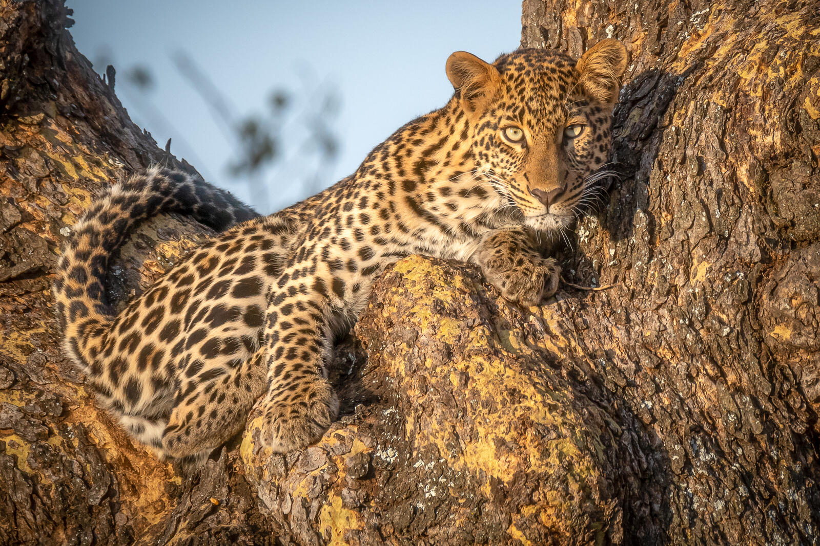 Wallpapers leopard African leopard animal on the desktop