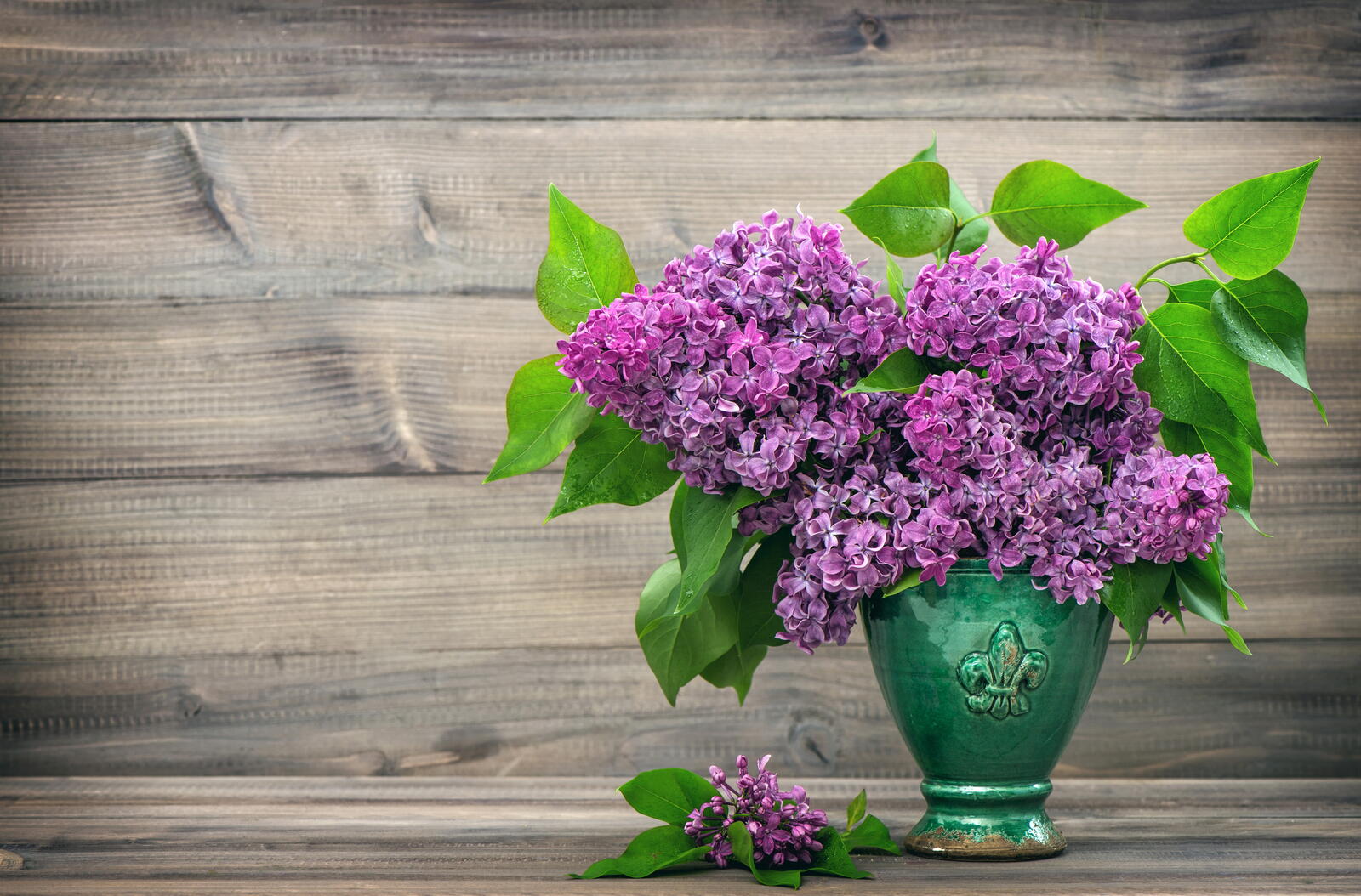 Wallpapers flora small flowers lilacs on the desktop