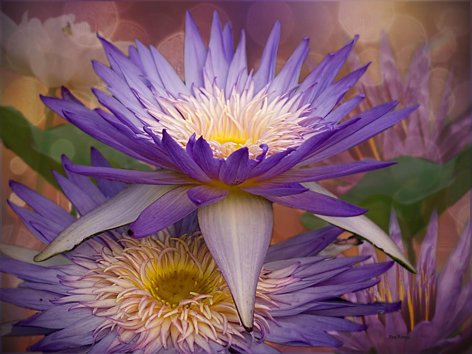 Free photo Picture of water lilies