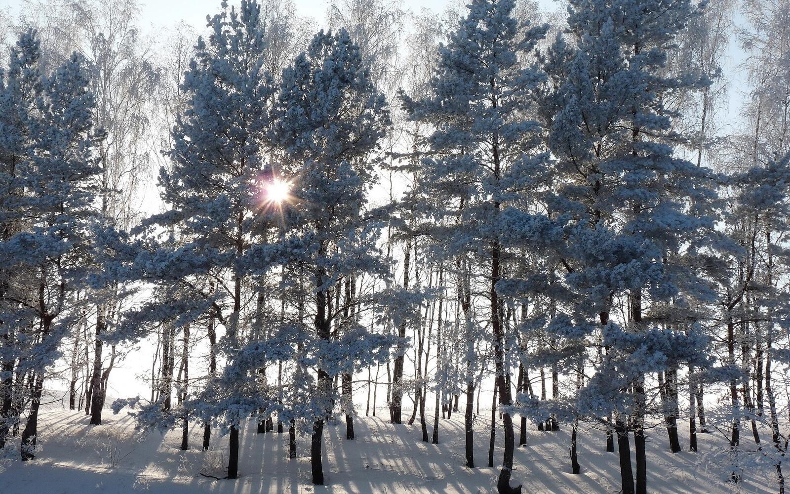 Бесплатное фото Деревья в снегу и солнечные лучи