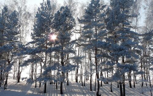 Деревья в снегу и солнечные лучи