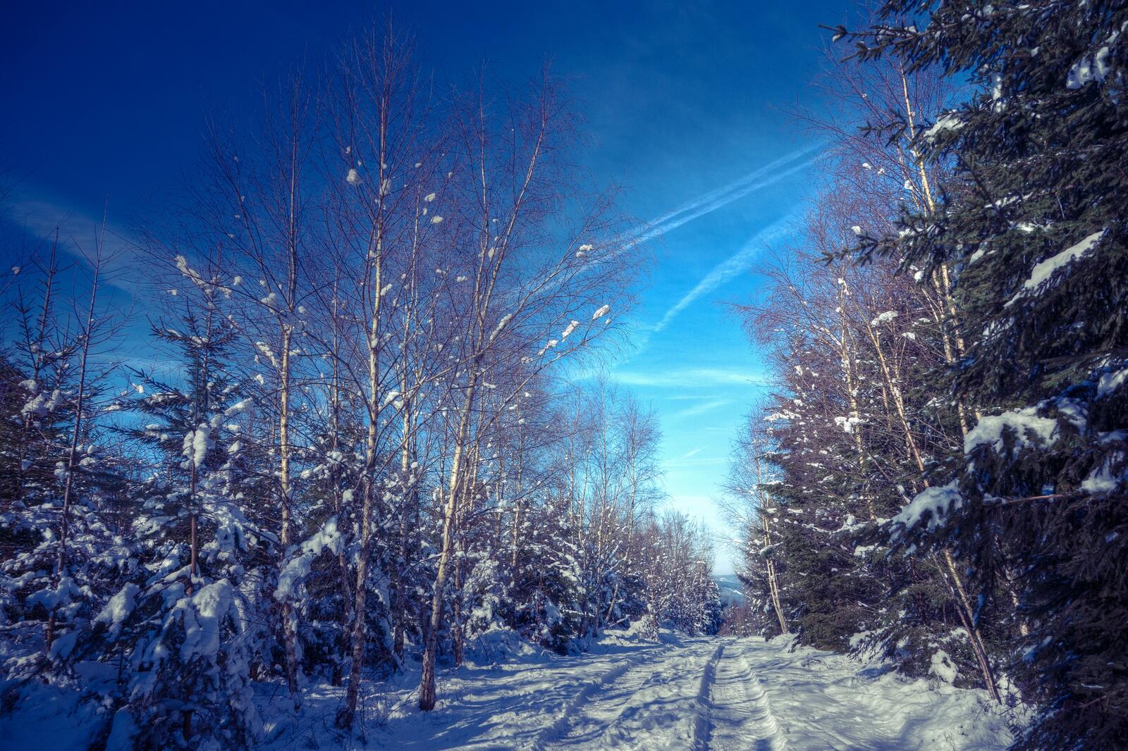 免费照片冬季森林公路