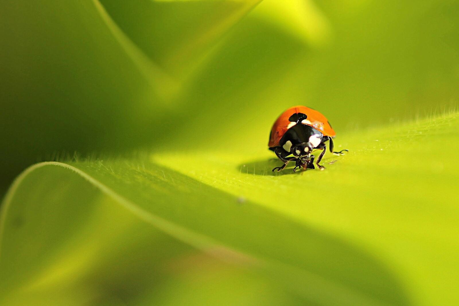 Free photo Miraculous ladybug