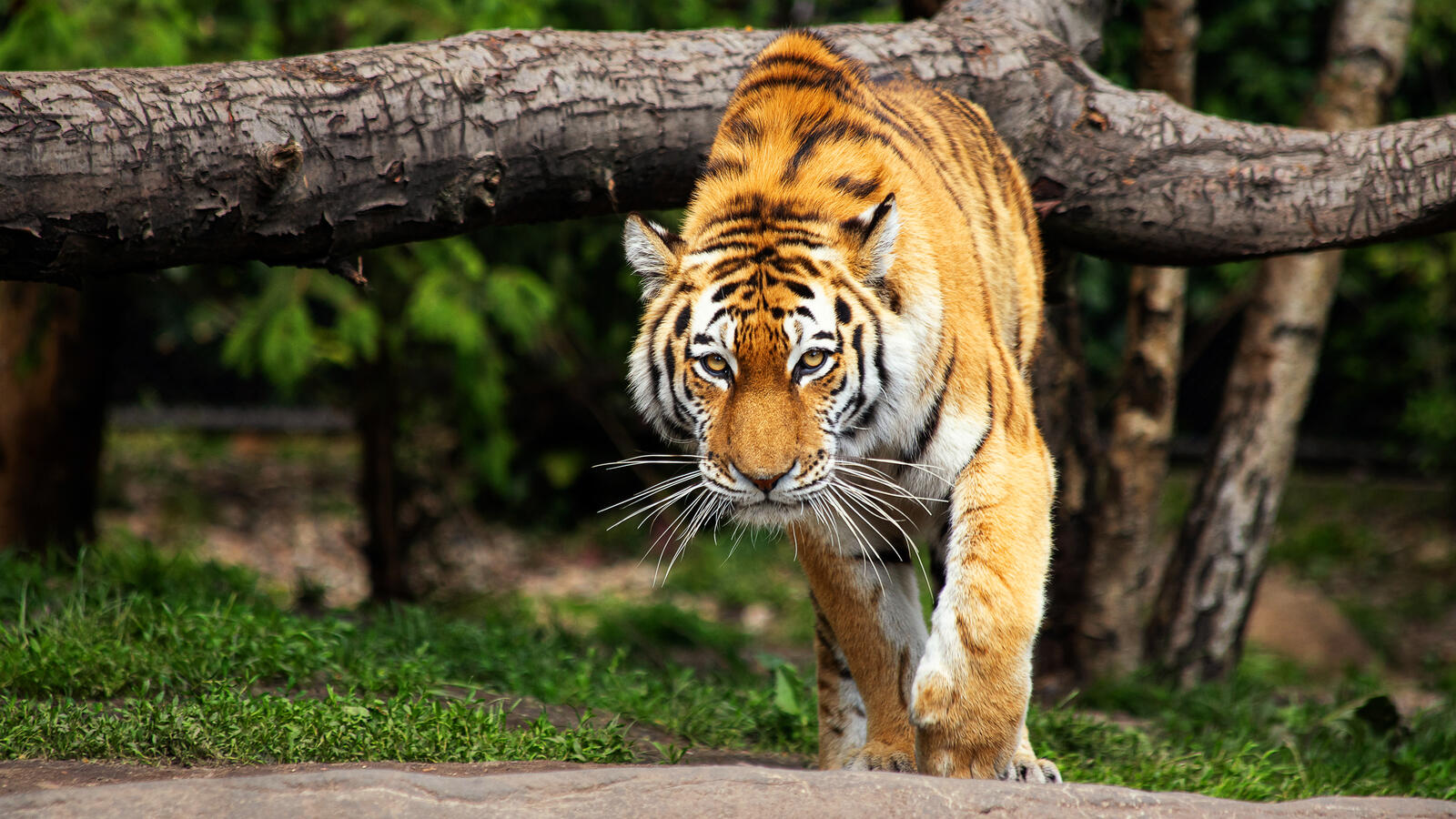 Бесплатное фото Взгляд крадущегося тигра