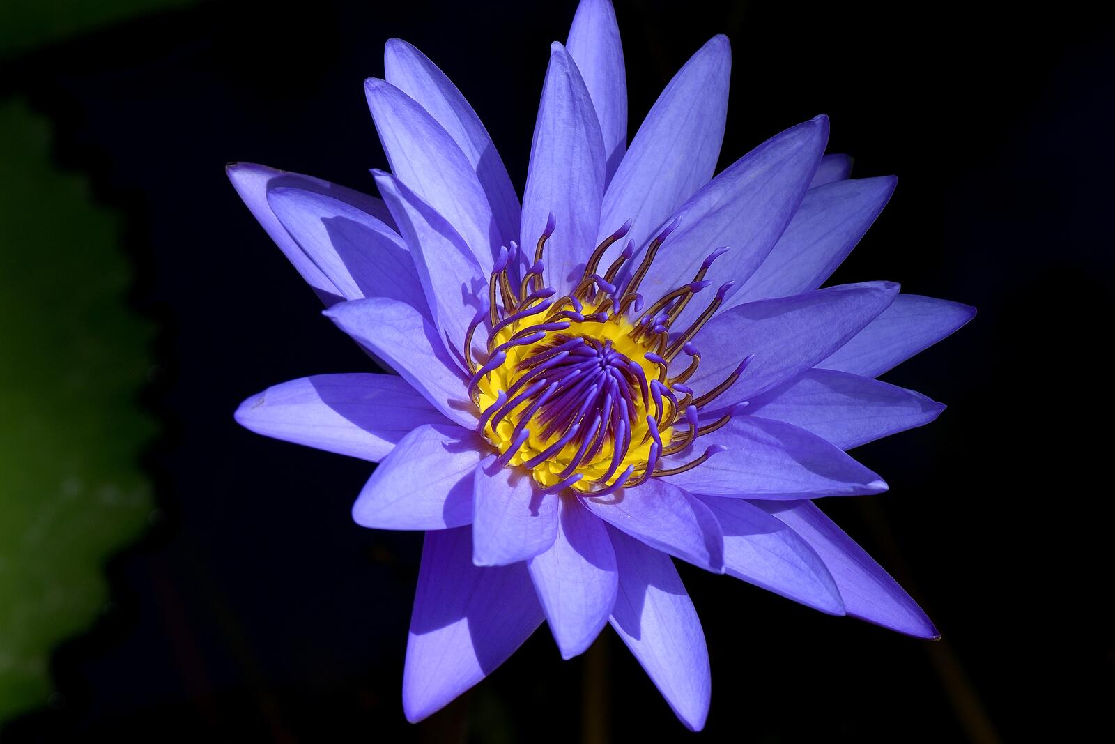 Бесплатное фото Фиолетовая лилия