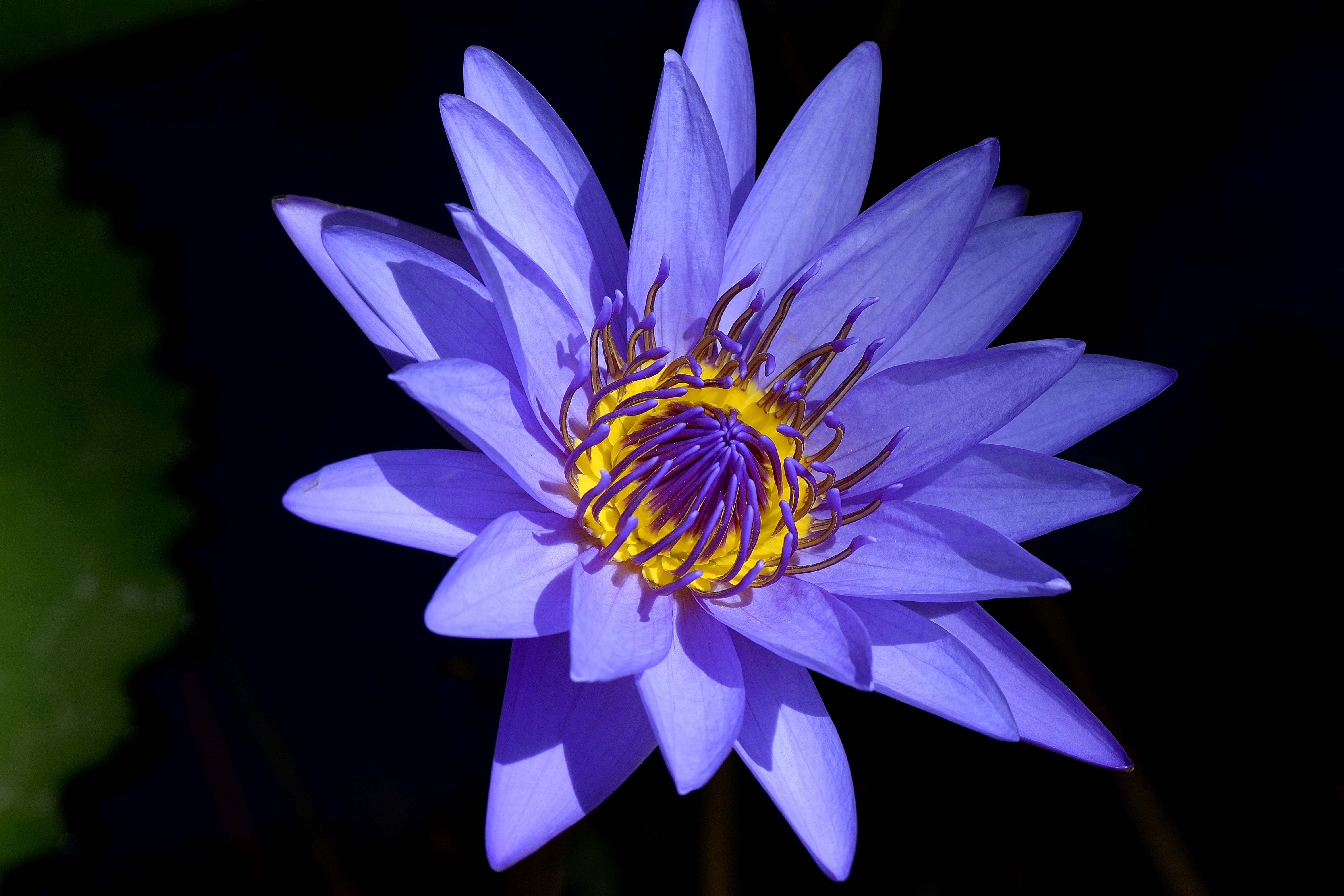 Фиолетовая лилия · бесплатное фото