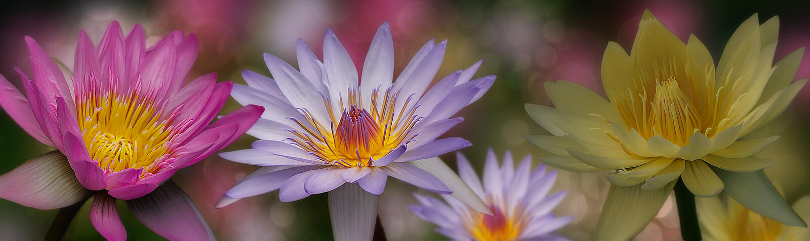 Wallpapers water Lily flowers floral arrangement on the desktop