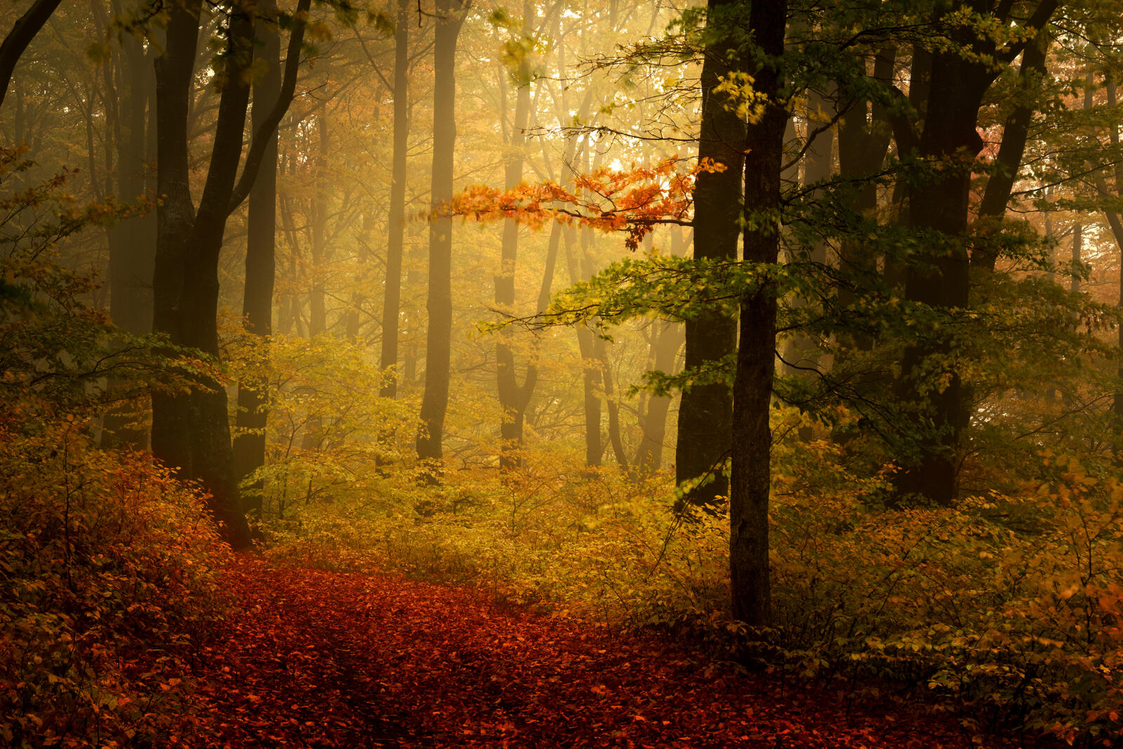 Бесплатное фото Осень в лесу