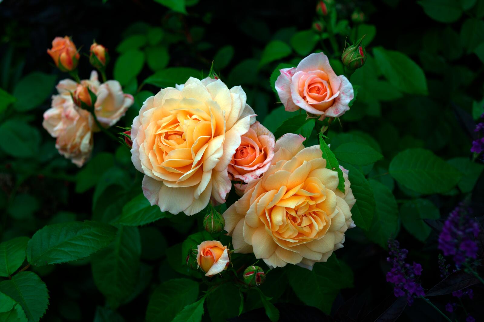 Wallpapers small roses flowers roses on the desktop