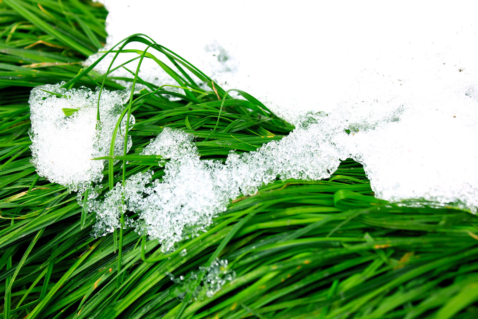 Обои травы снег зелень на рабочий стол