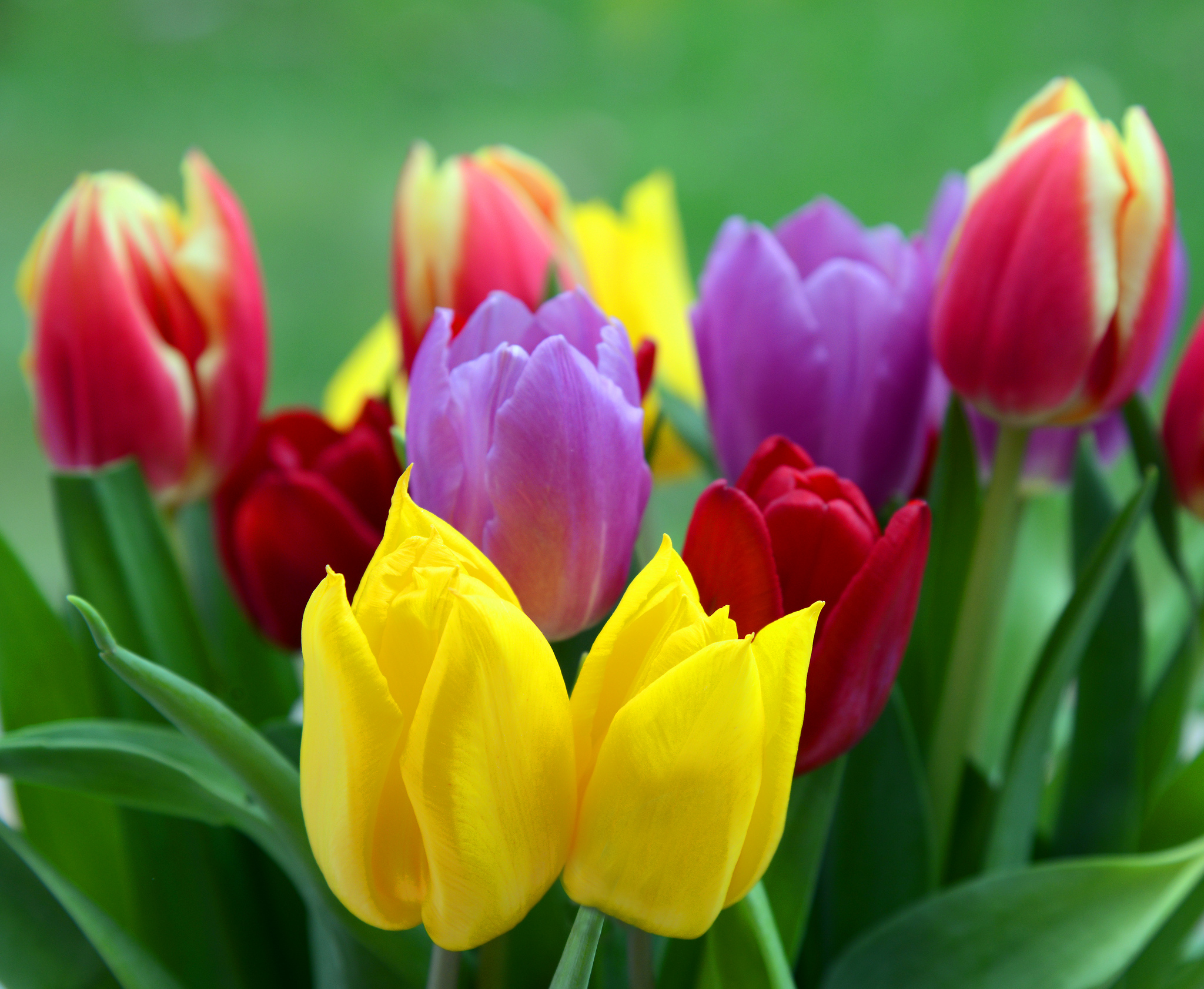 Бесплатное фото Тюльпаны разных цветов