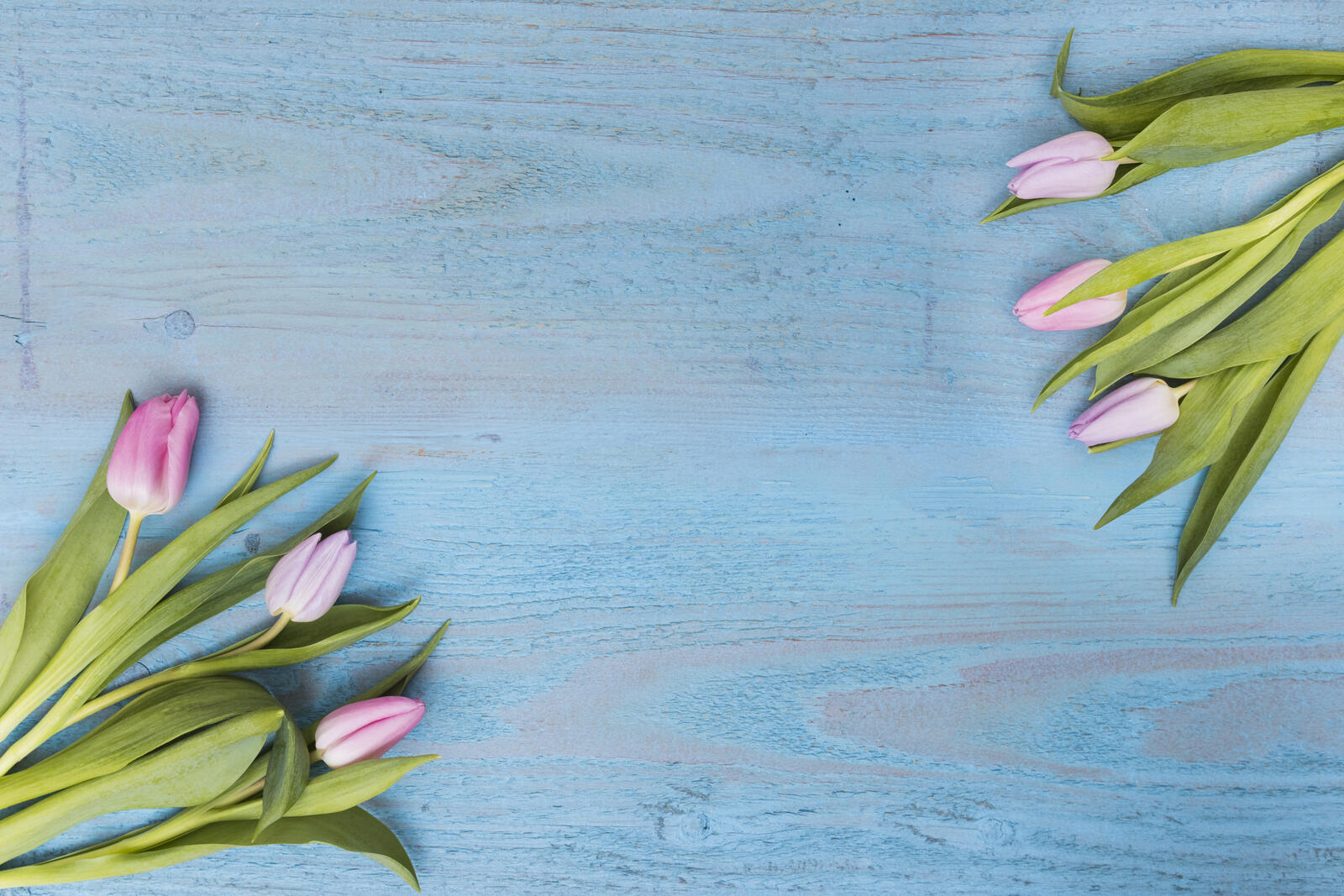 桌面上的壁纸蓝色背景 郁金香 植物群