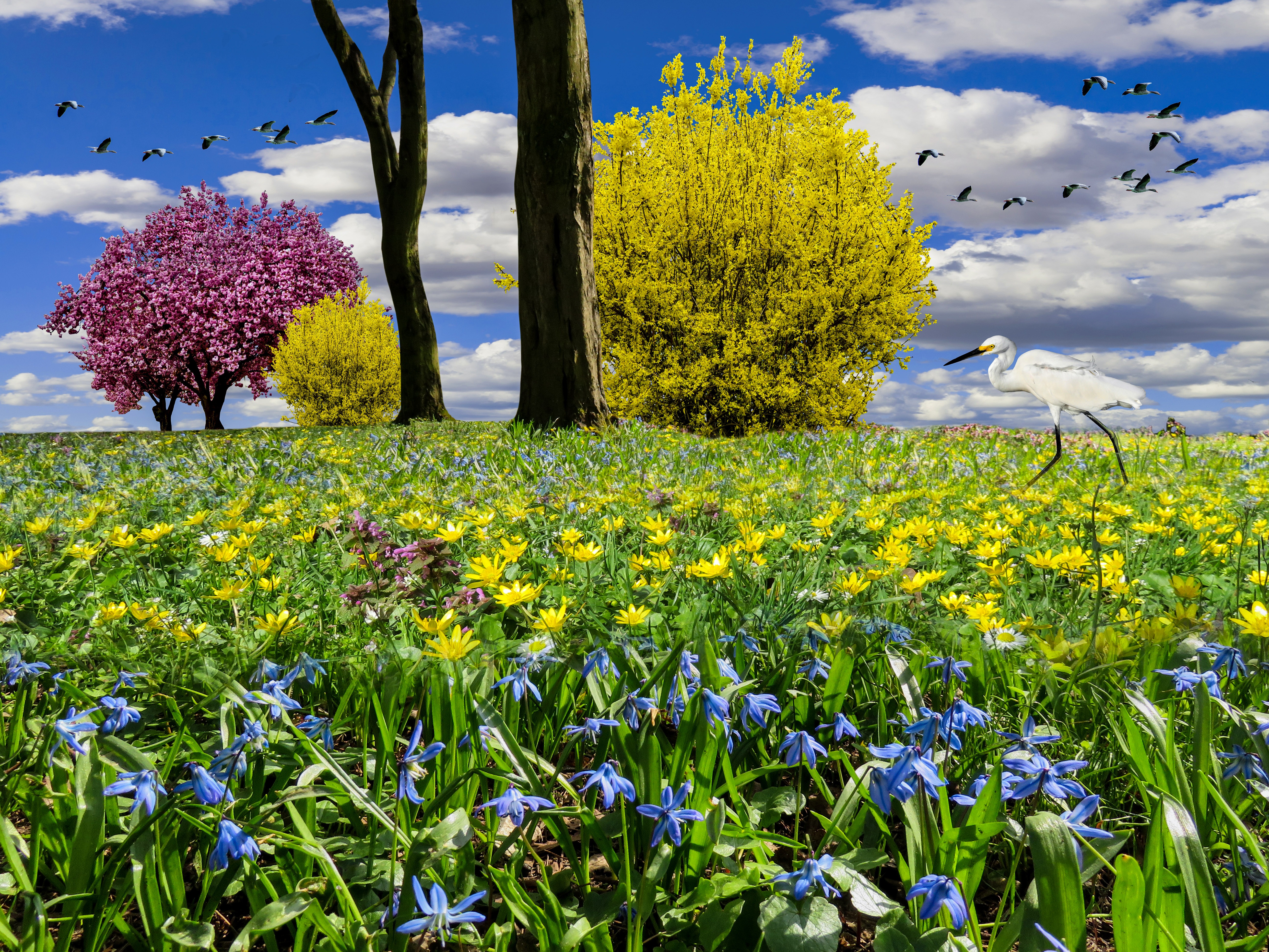 Photo free spring, fantasy, field