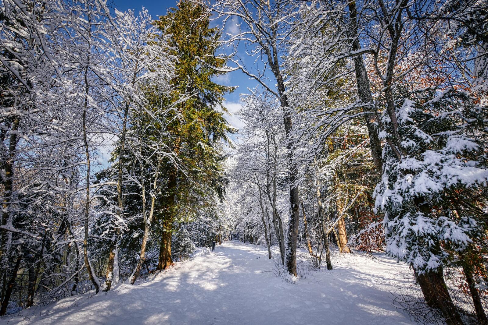 Free photo Winter path by the river
