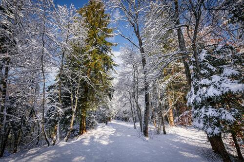Winter path by the river