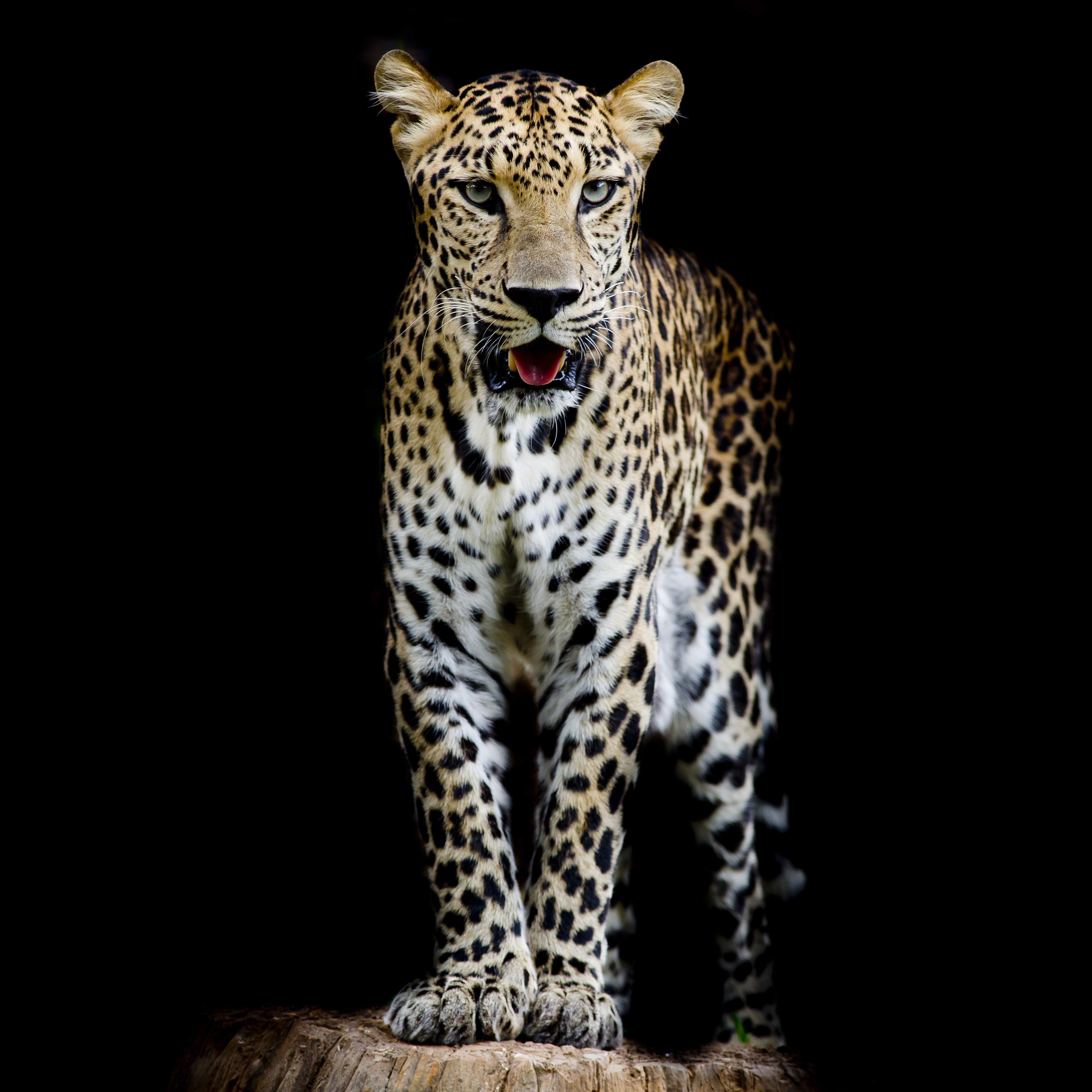 Wallpapers leopard Leopard portrait felines on the desktop