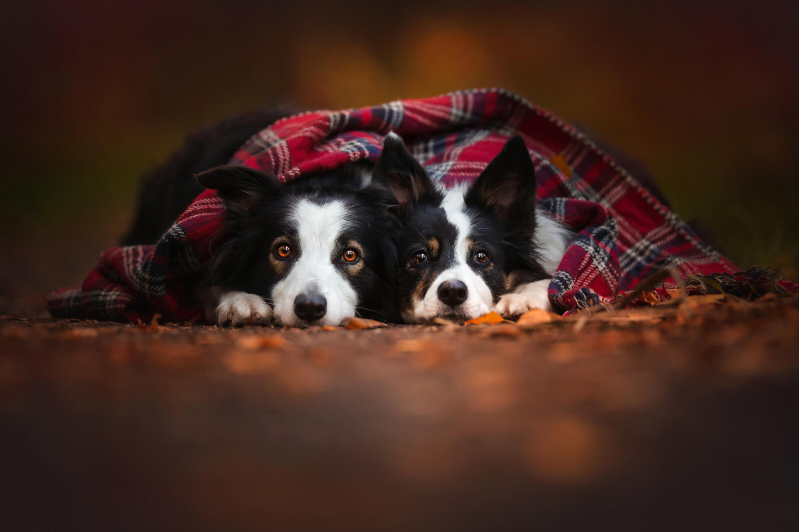 Бесплатное фото Две собаки под уютным пледом