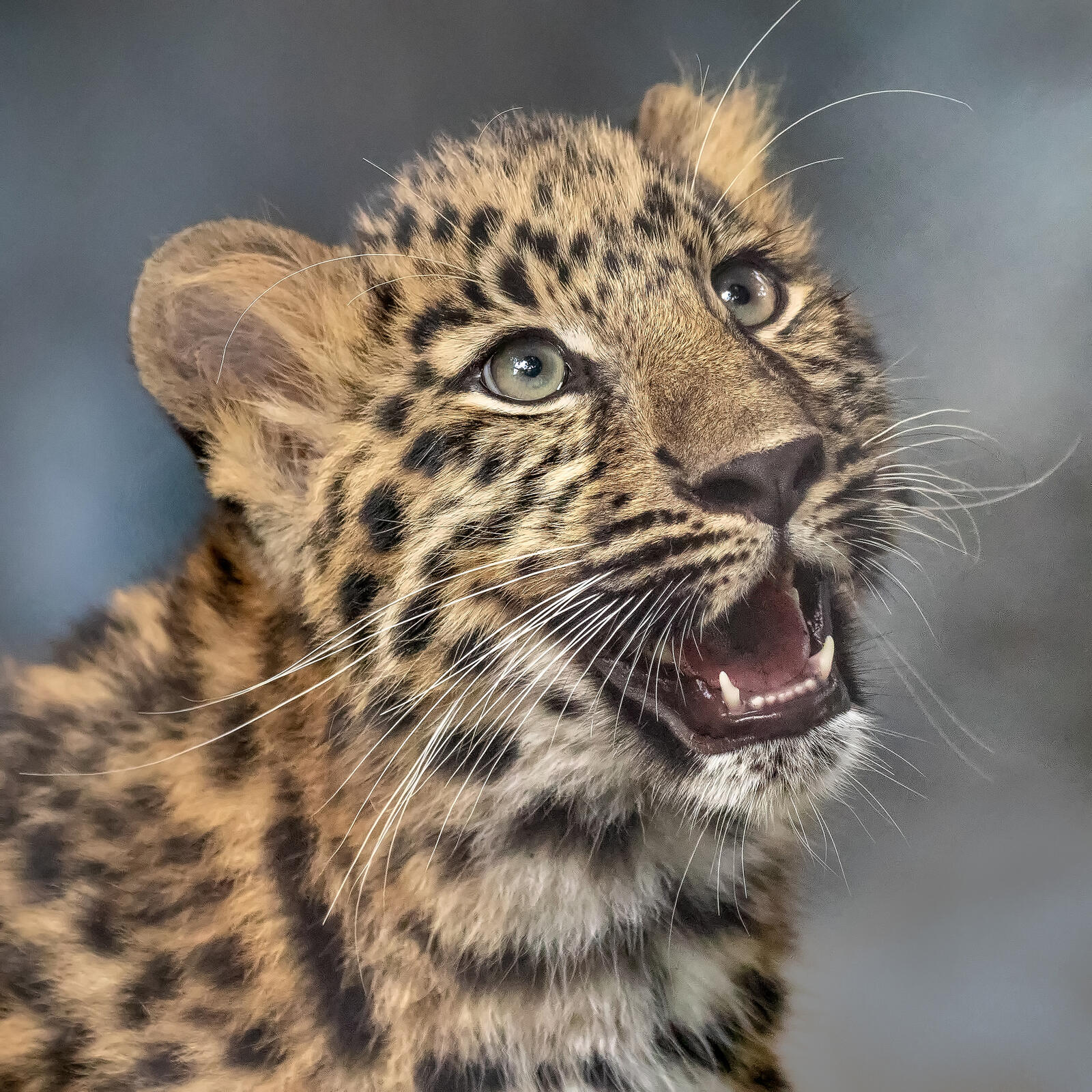 Free photo Leopard color