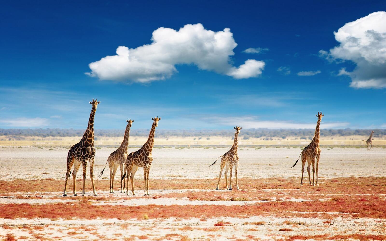 Wallpapers giraffes animals clouds on the desktop