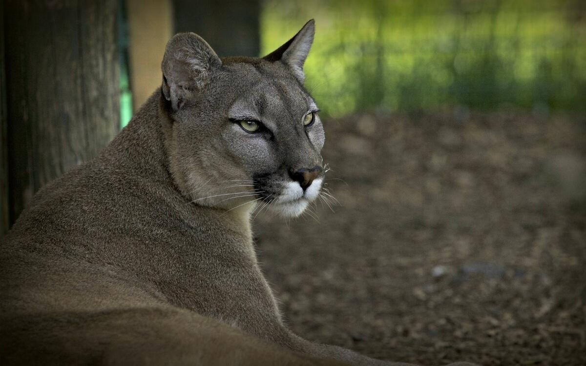 Puma in the reserve