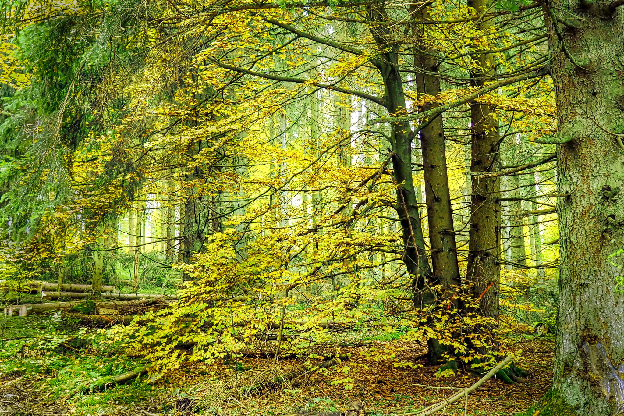 Бесплатное фото Зеленый лес и деревья