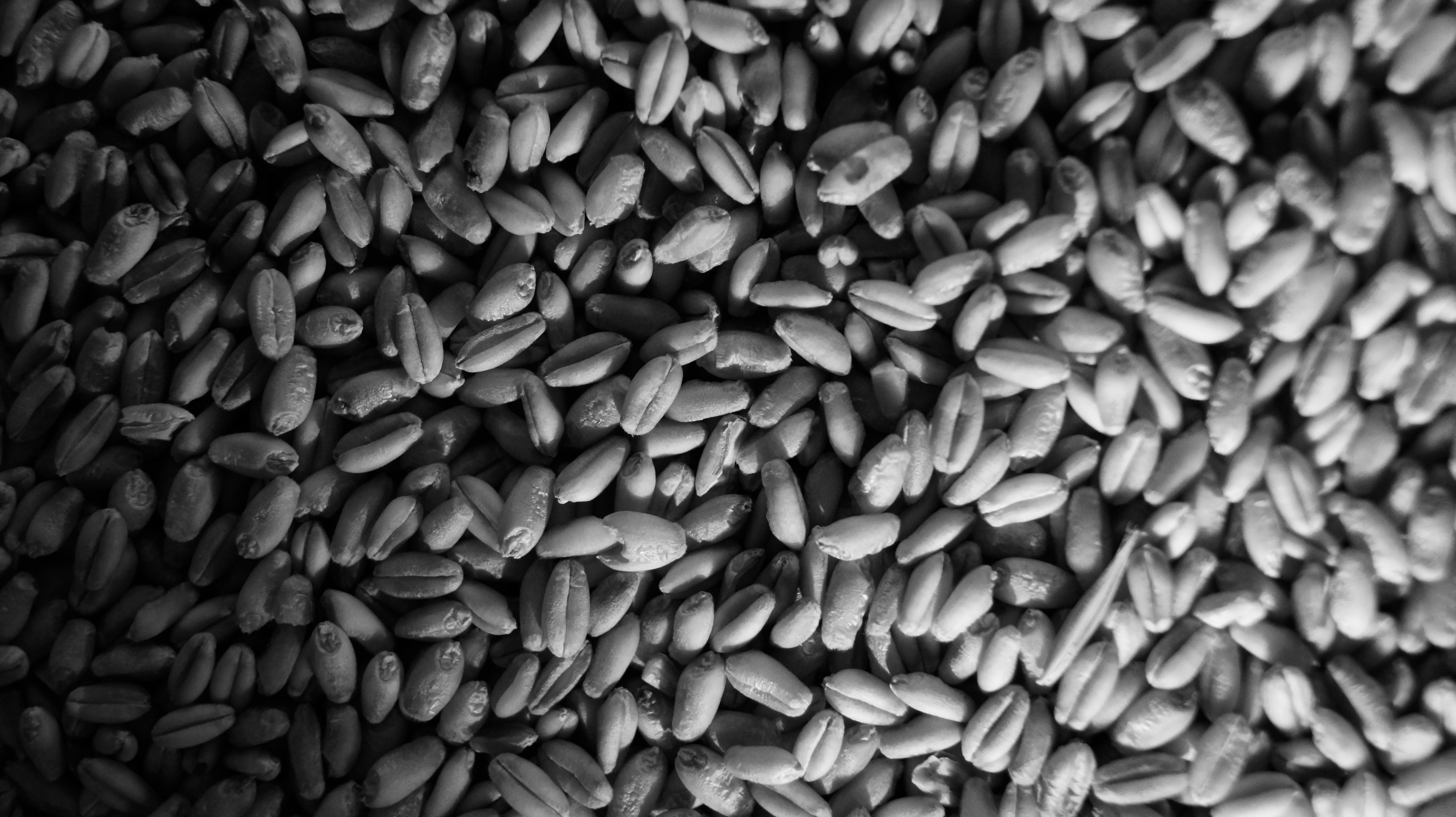 Wallpapers wheat monochrome grain on the desktop