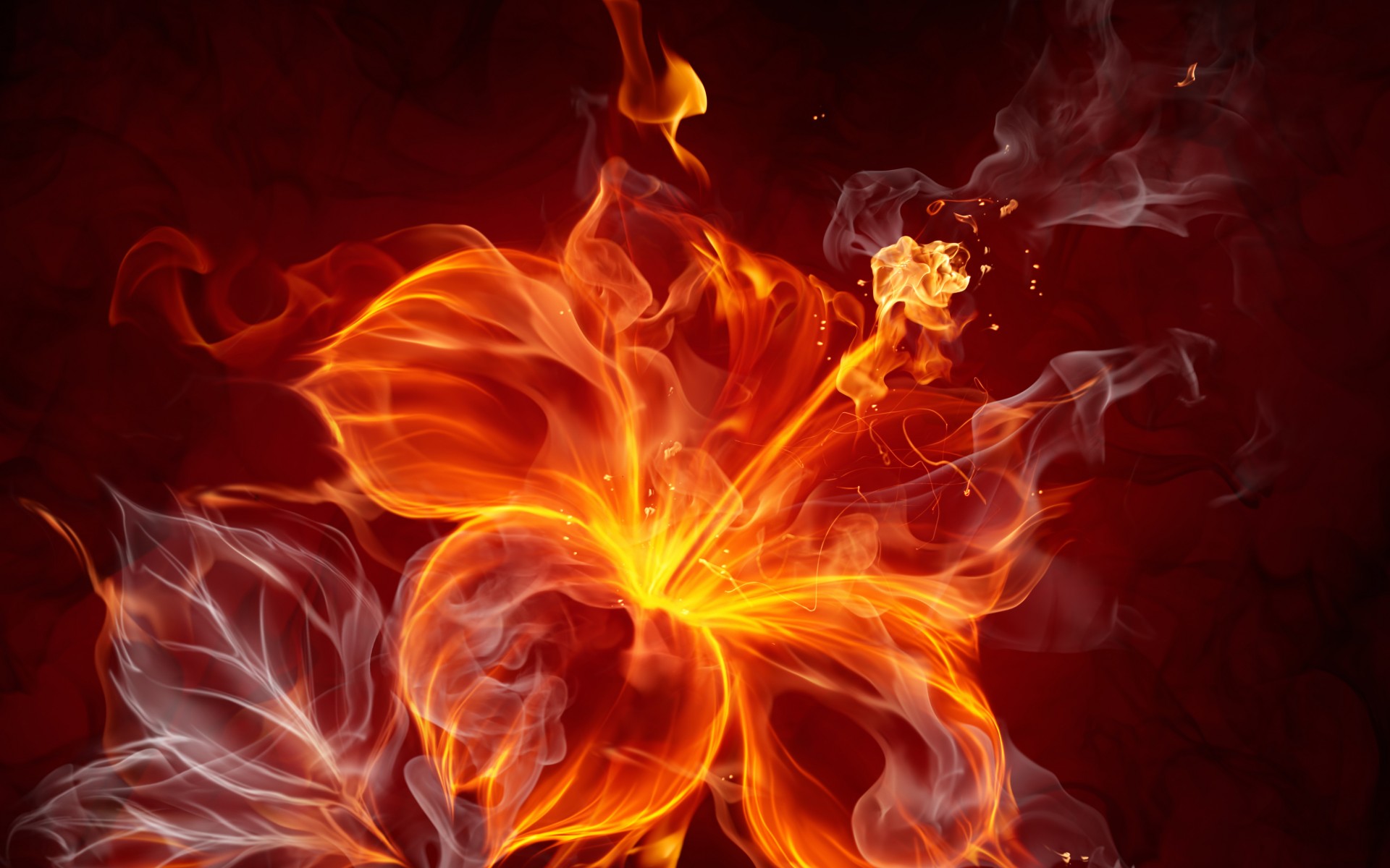 Wallpapers fire flower flower of fire flame on the desktop