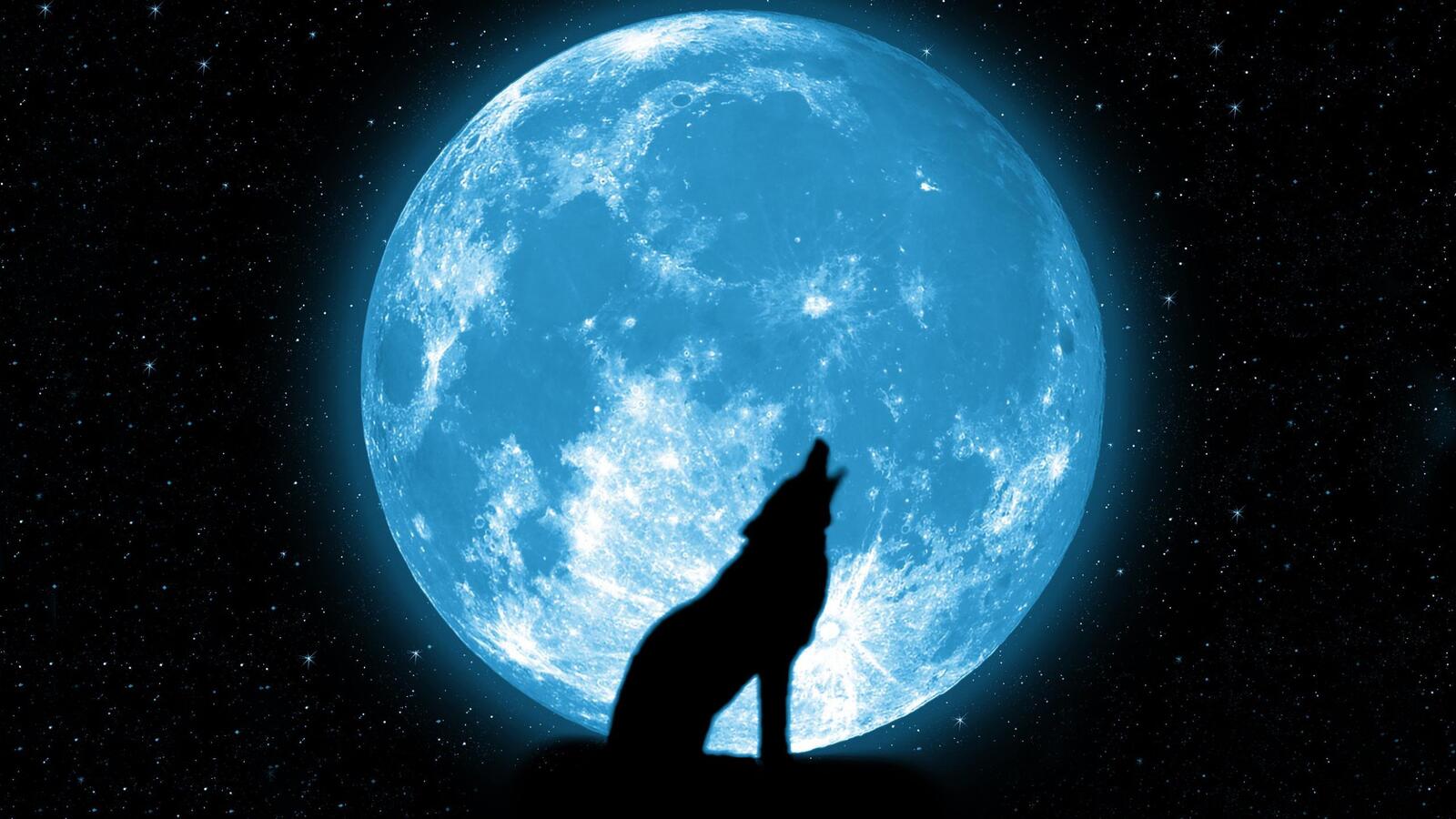桌面上的壁纸美丽 月亮 狼