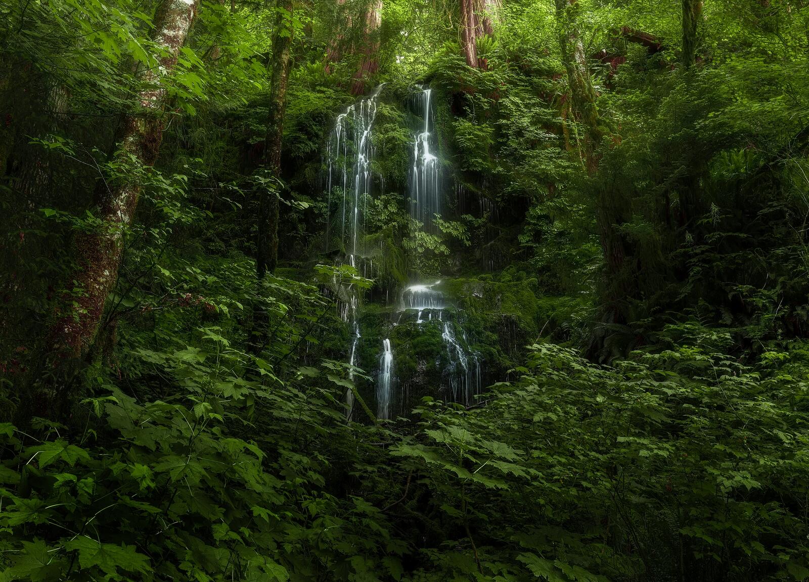 Wallpapers forest waterfall forest trees on the desktop