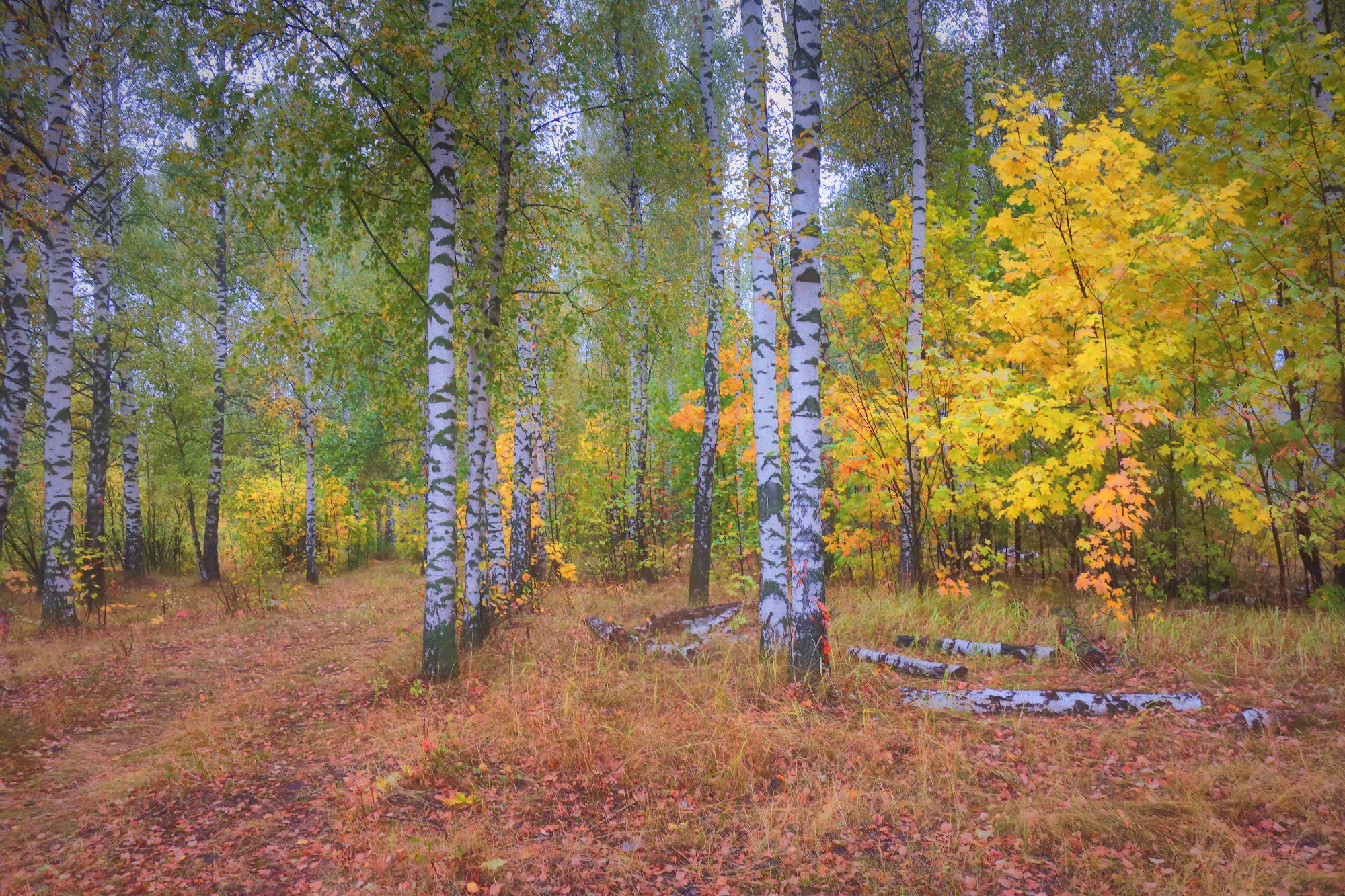 Photo free autumn, birch, and maple