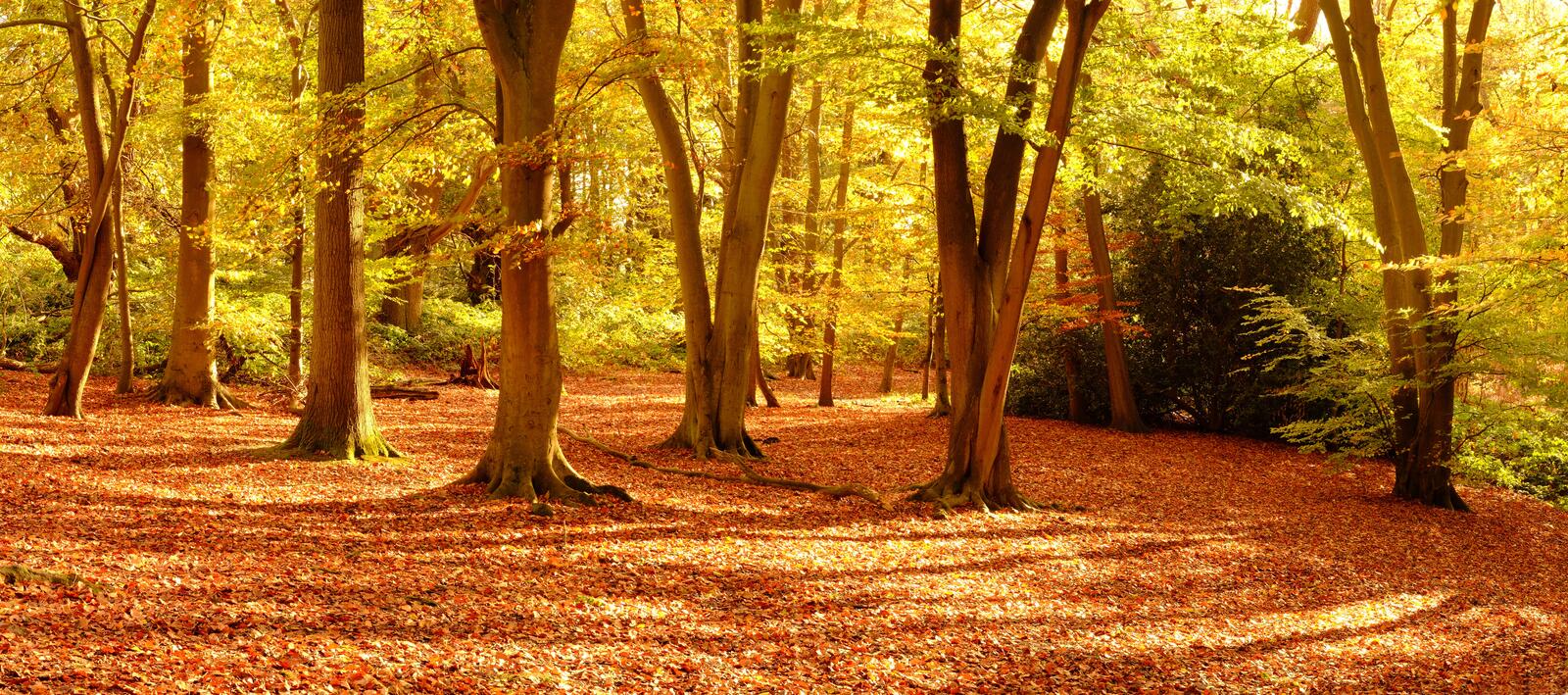 Wallpapers panorama trees autumn on the desktop