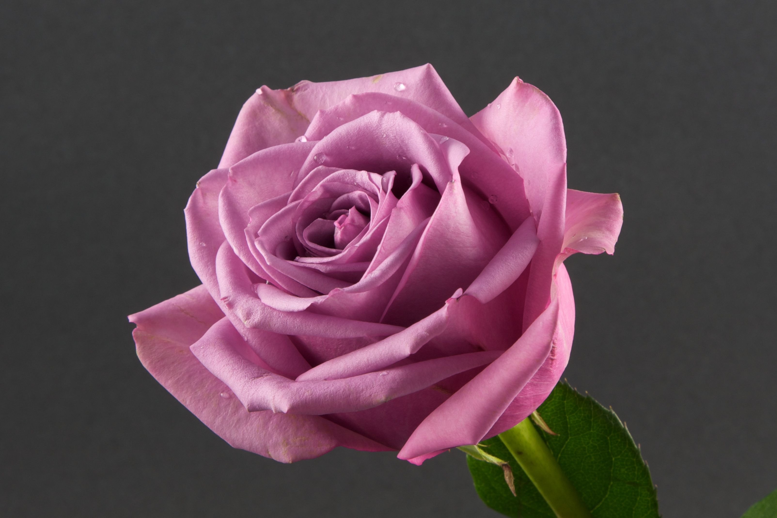 Free photo Rose on a gray background