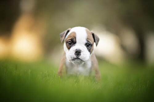 Bulldog in the grass