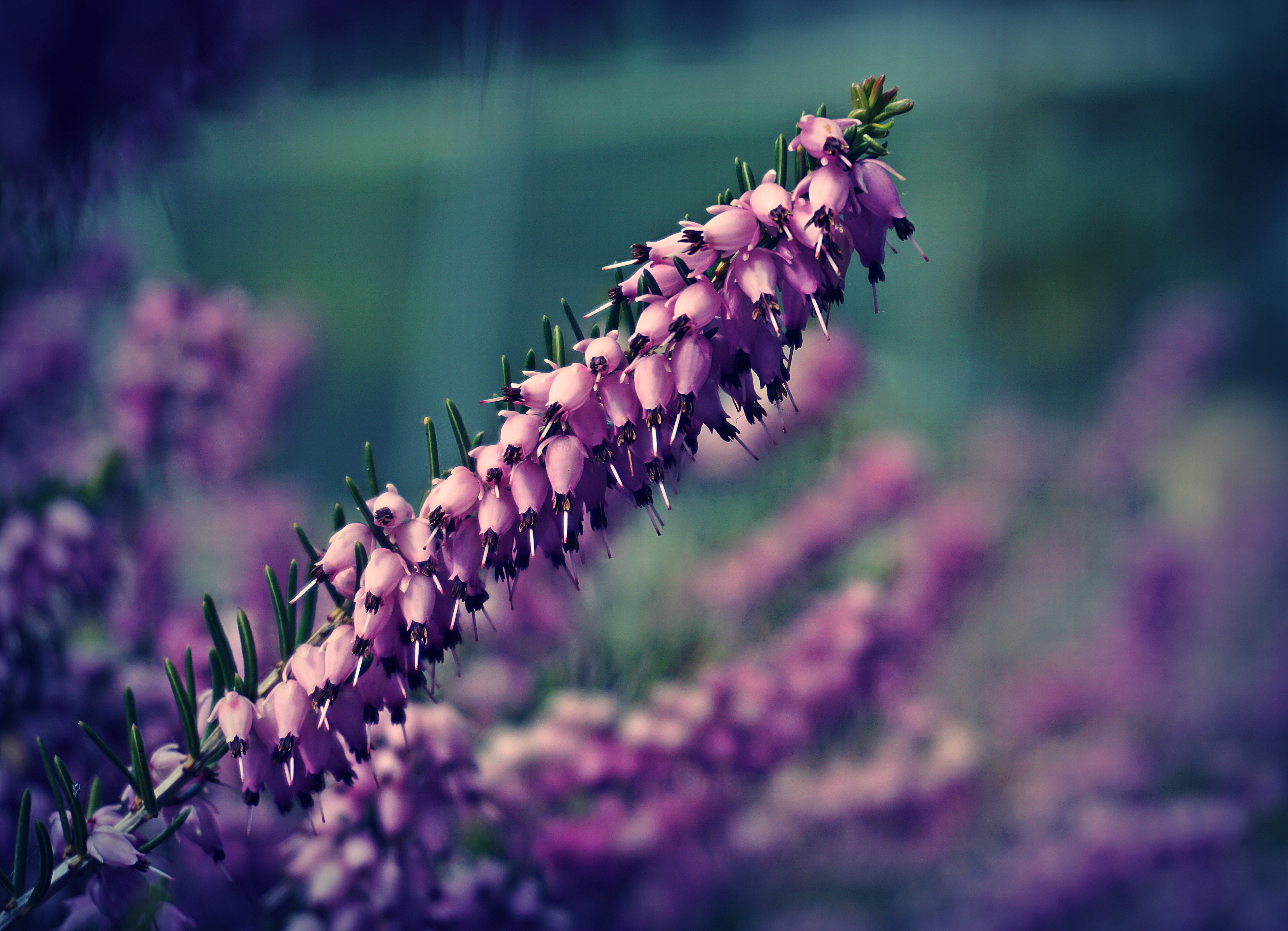 Фото бесплатно вереск, цветы, цветок