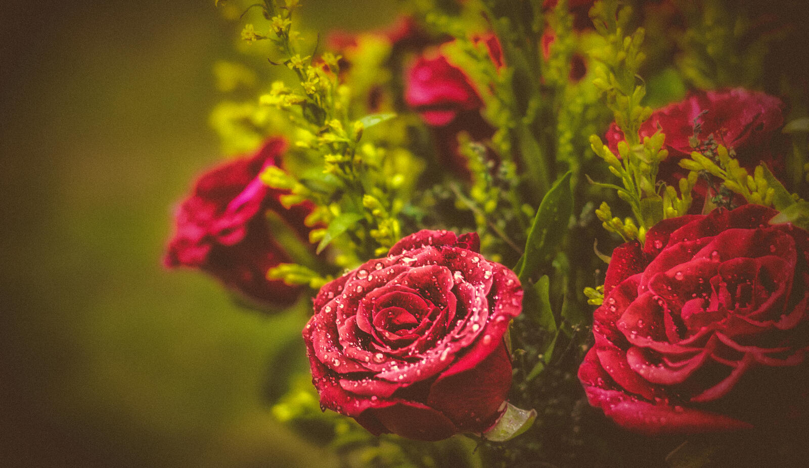 Обои капли воды флора красная роза на рабочий стол